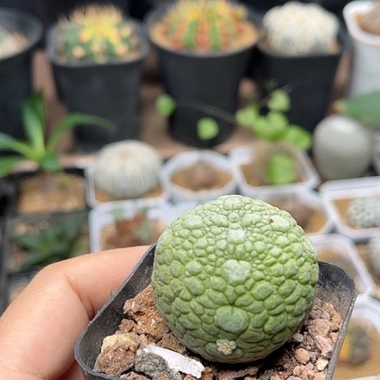 无花朵凝蹄玉实生