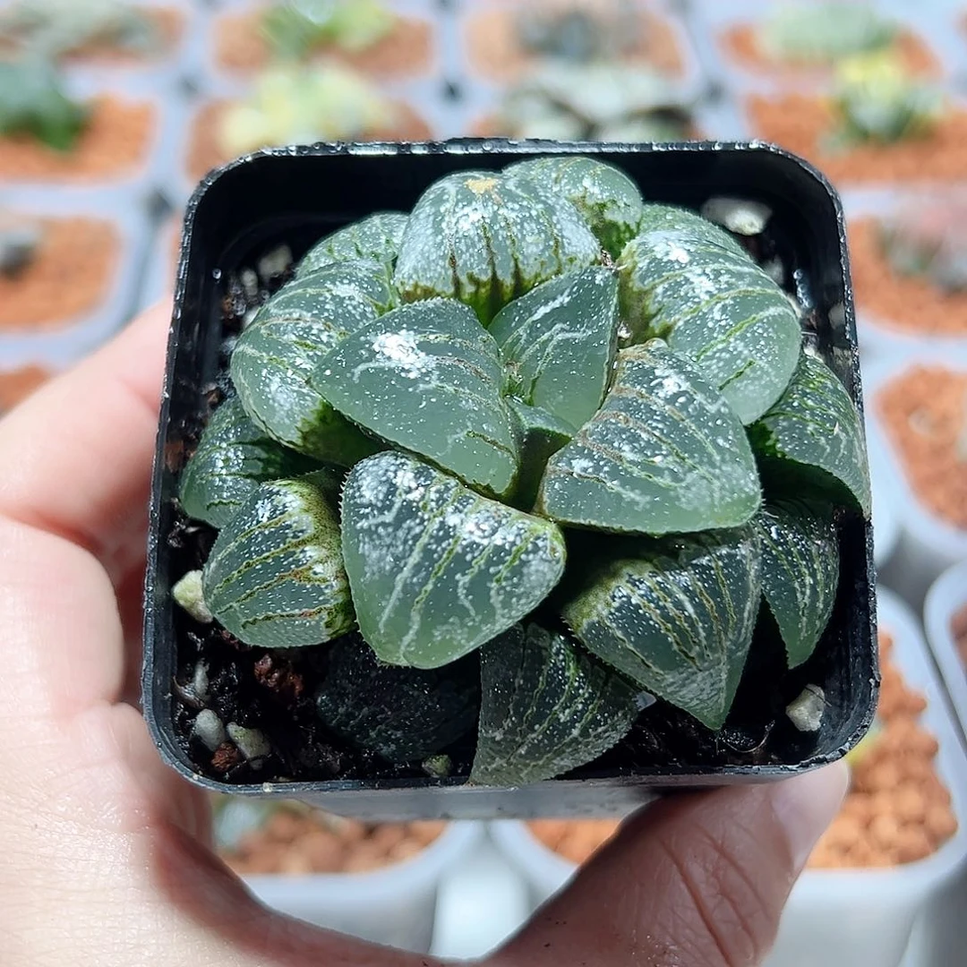 十二卷多肉云遮月