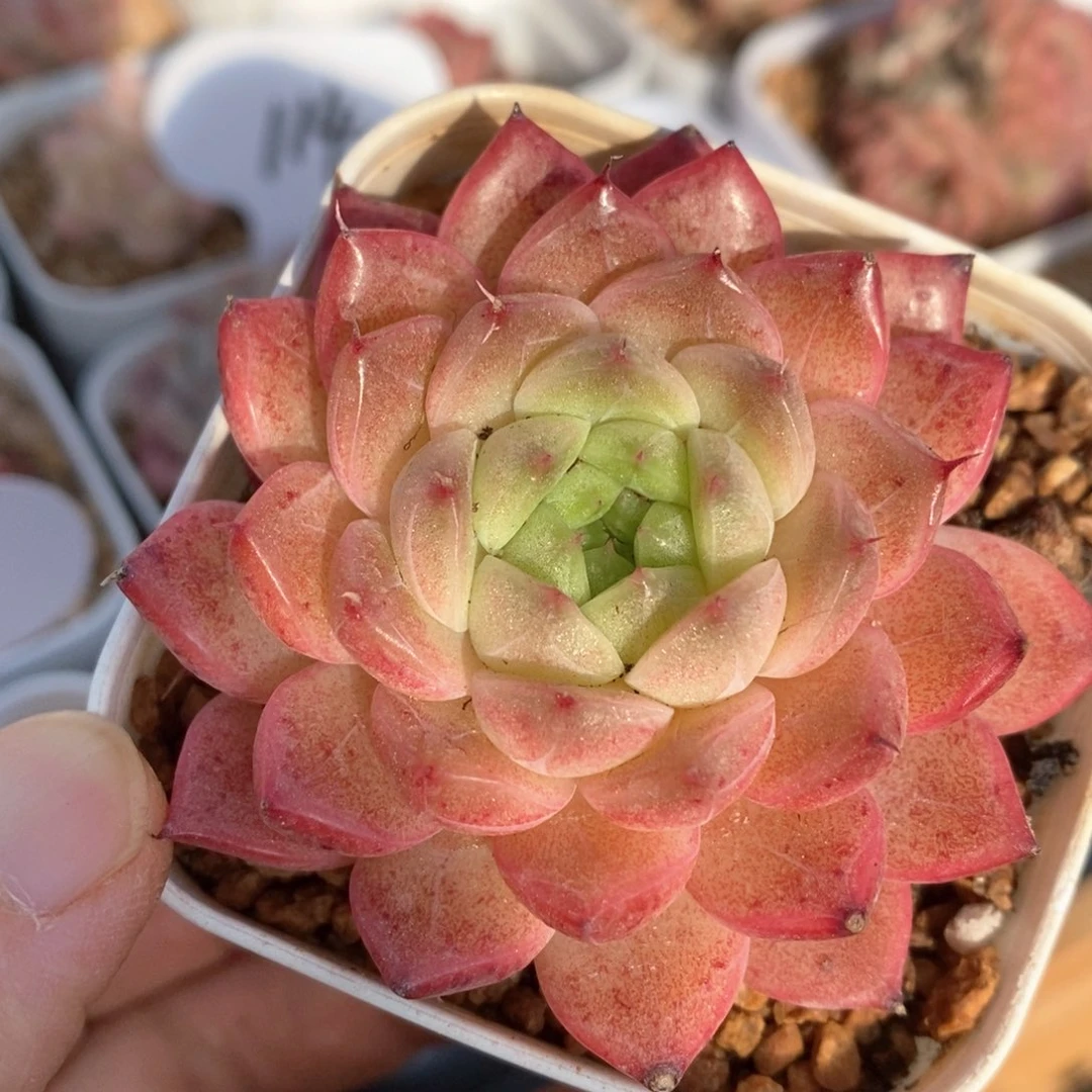 精品多肉一物一拍33