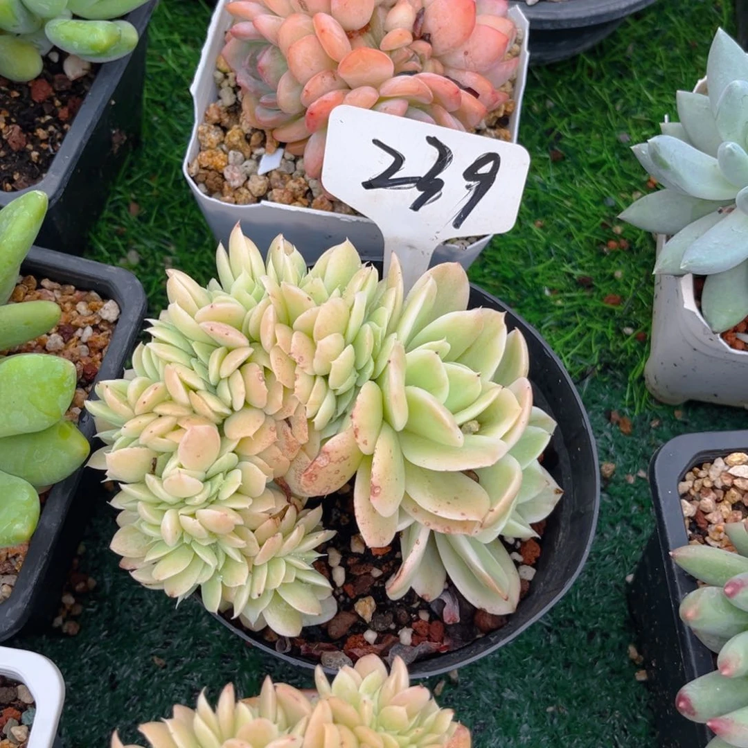 肉*墩239tomuwooktutu