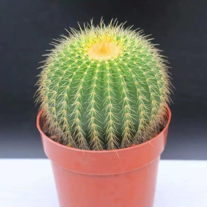 (凑满15包邮)稀有金冠仙人球开花盆栽 7cm育苗盆带盆栽好