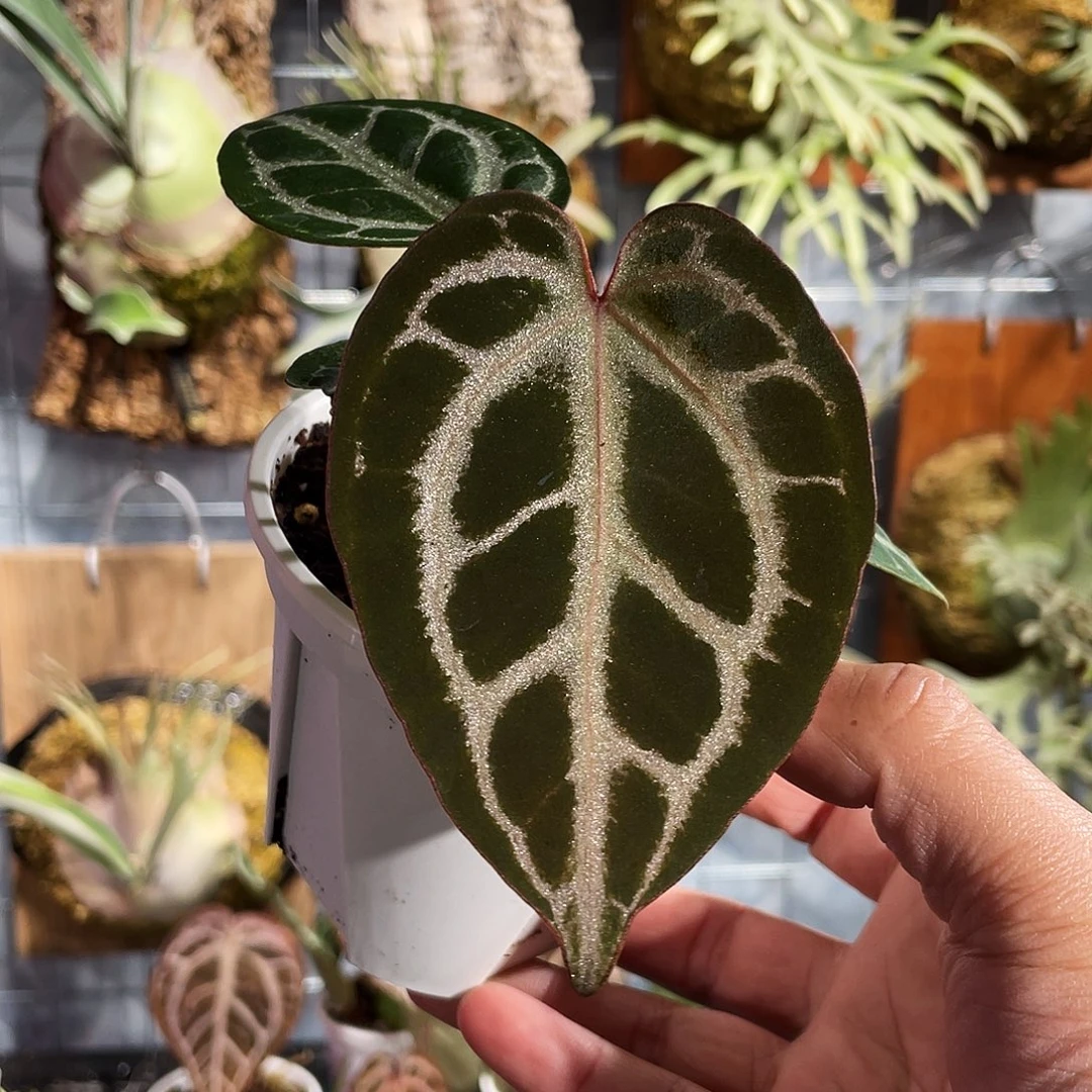 完全开放红伊芙杂红