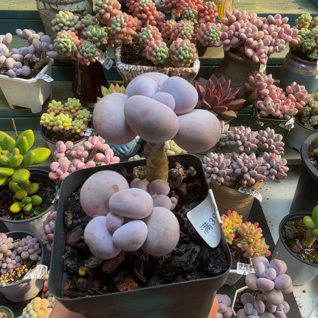 2059芭比奶酪5cm多肉