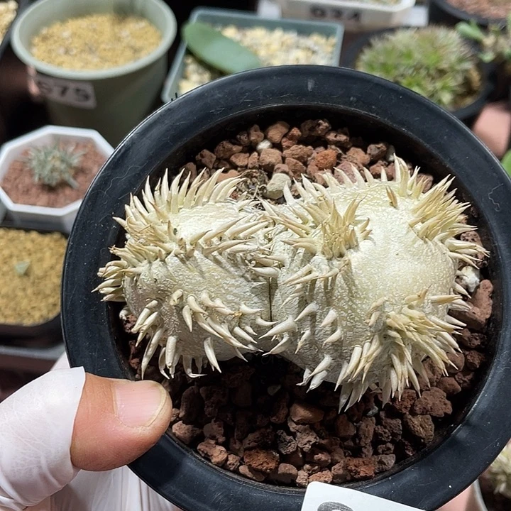 864大惠比须笑块根