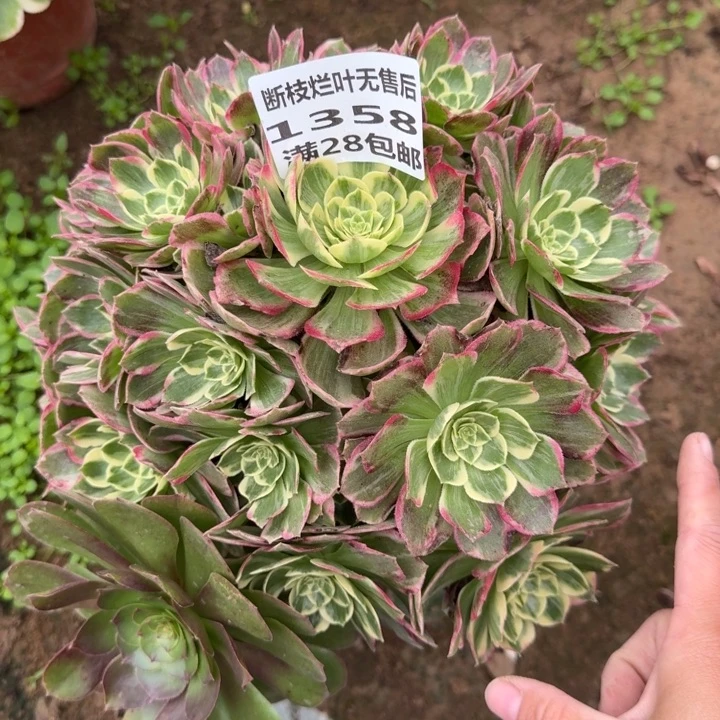 1358二号棚水蜜桃A