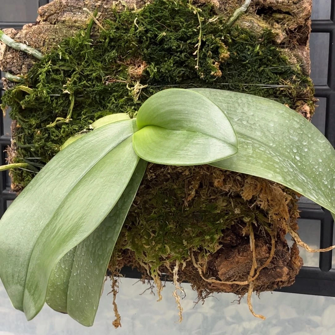 无花朵板值红象苗