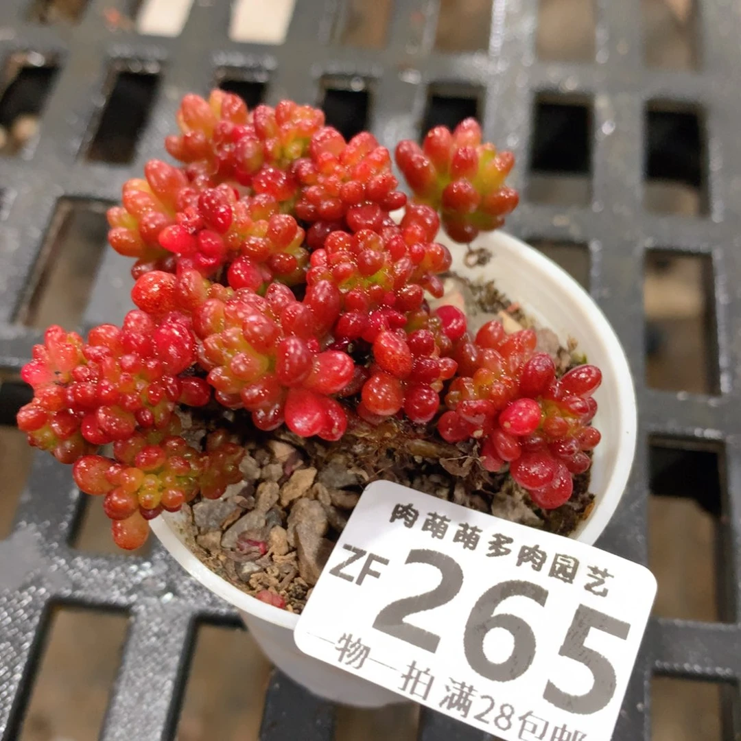 肉萌萌拇指盆精控多肉ZF265