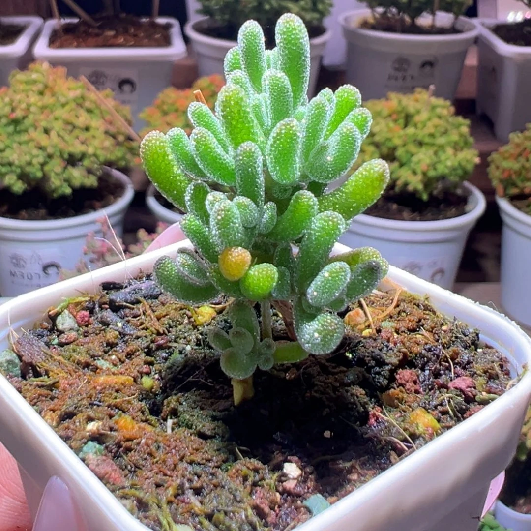 297冰晶一物一拍带盆土发货