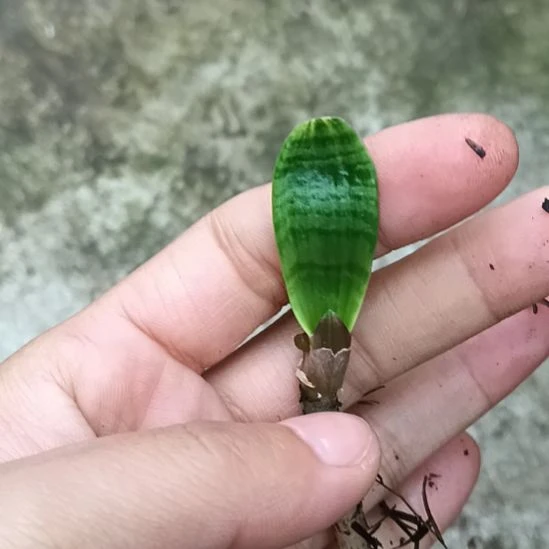 完全开放晨*特色花卉君子兰小苗