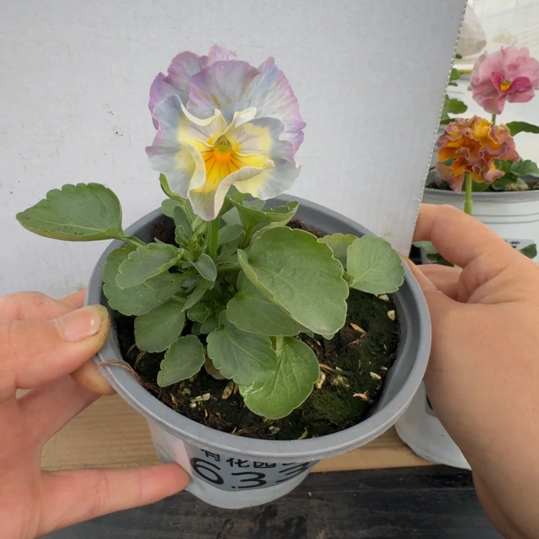 无花朵633号角堇