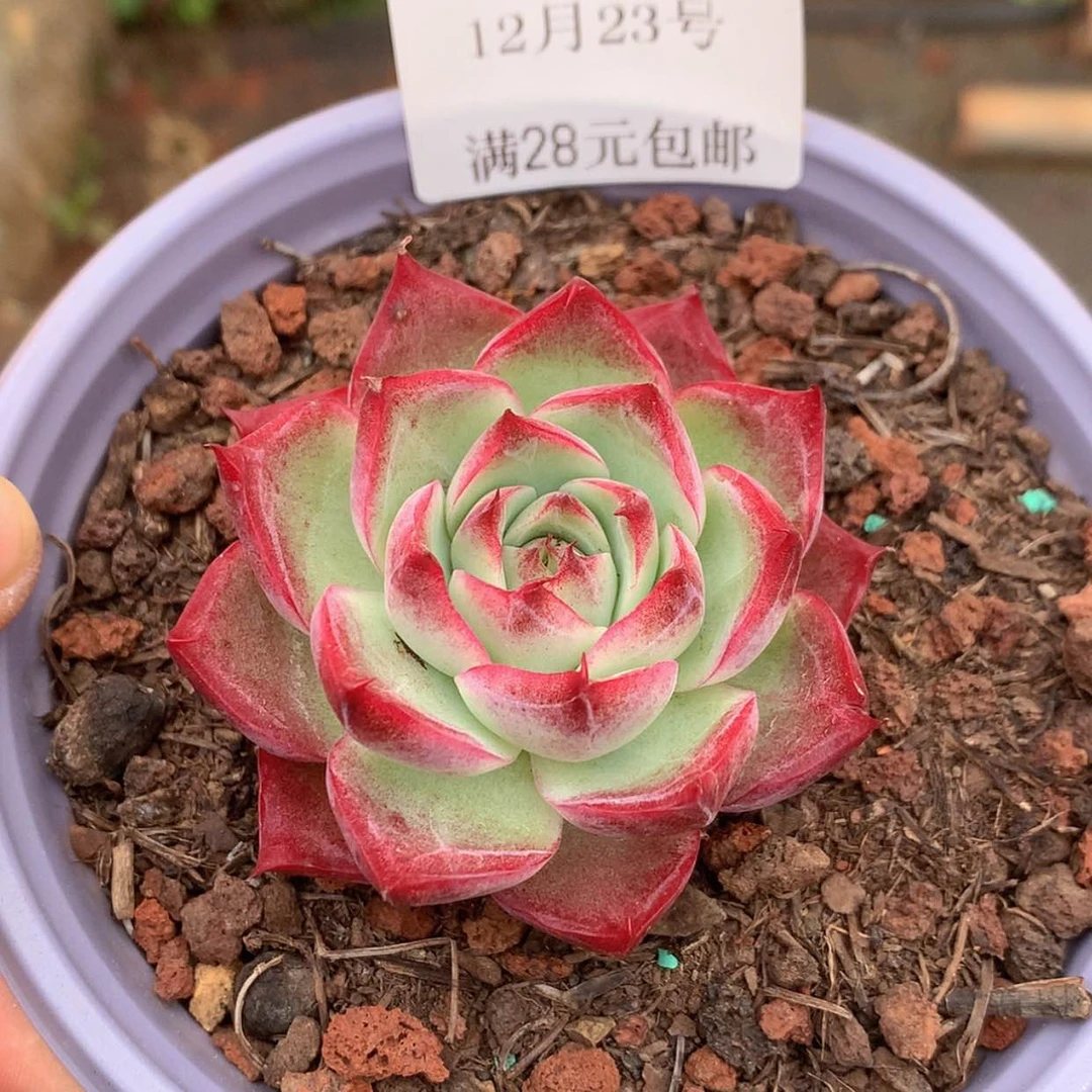 【闪购商品】云291号