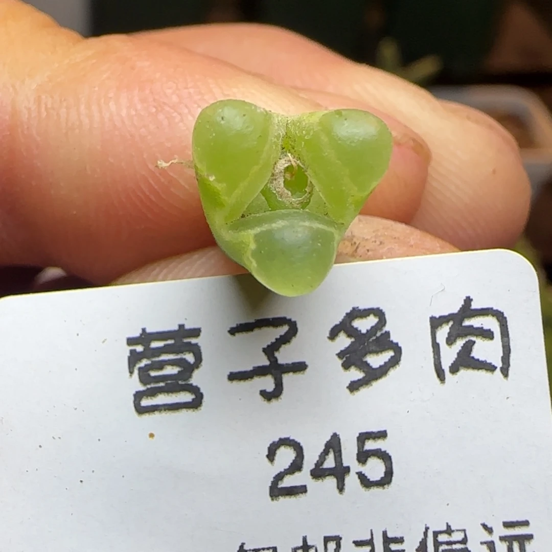 风铃奔。
