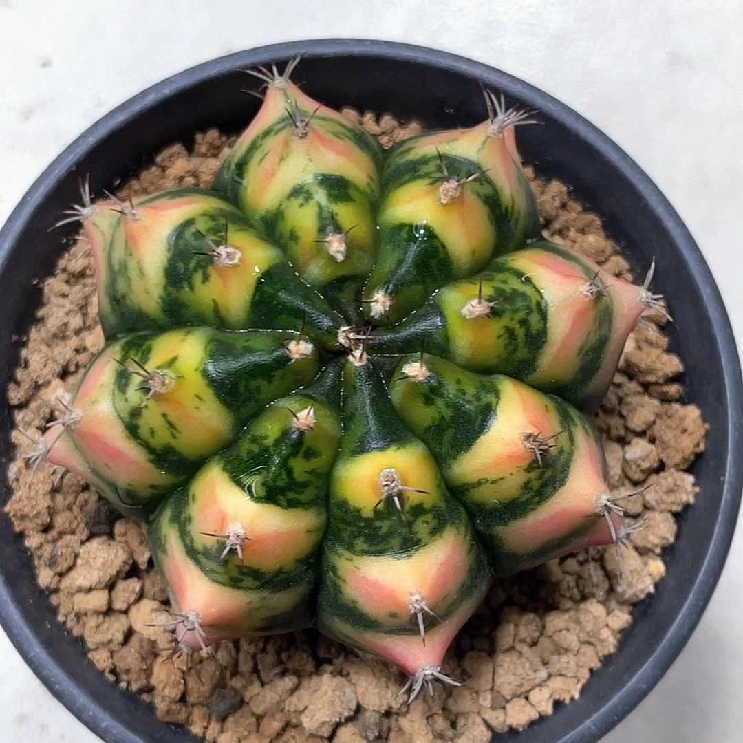 无花朵泰系实生根，规律大猫眼纹米哈锦