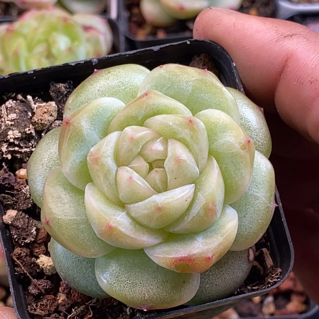 天官赐福百无禁忌