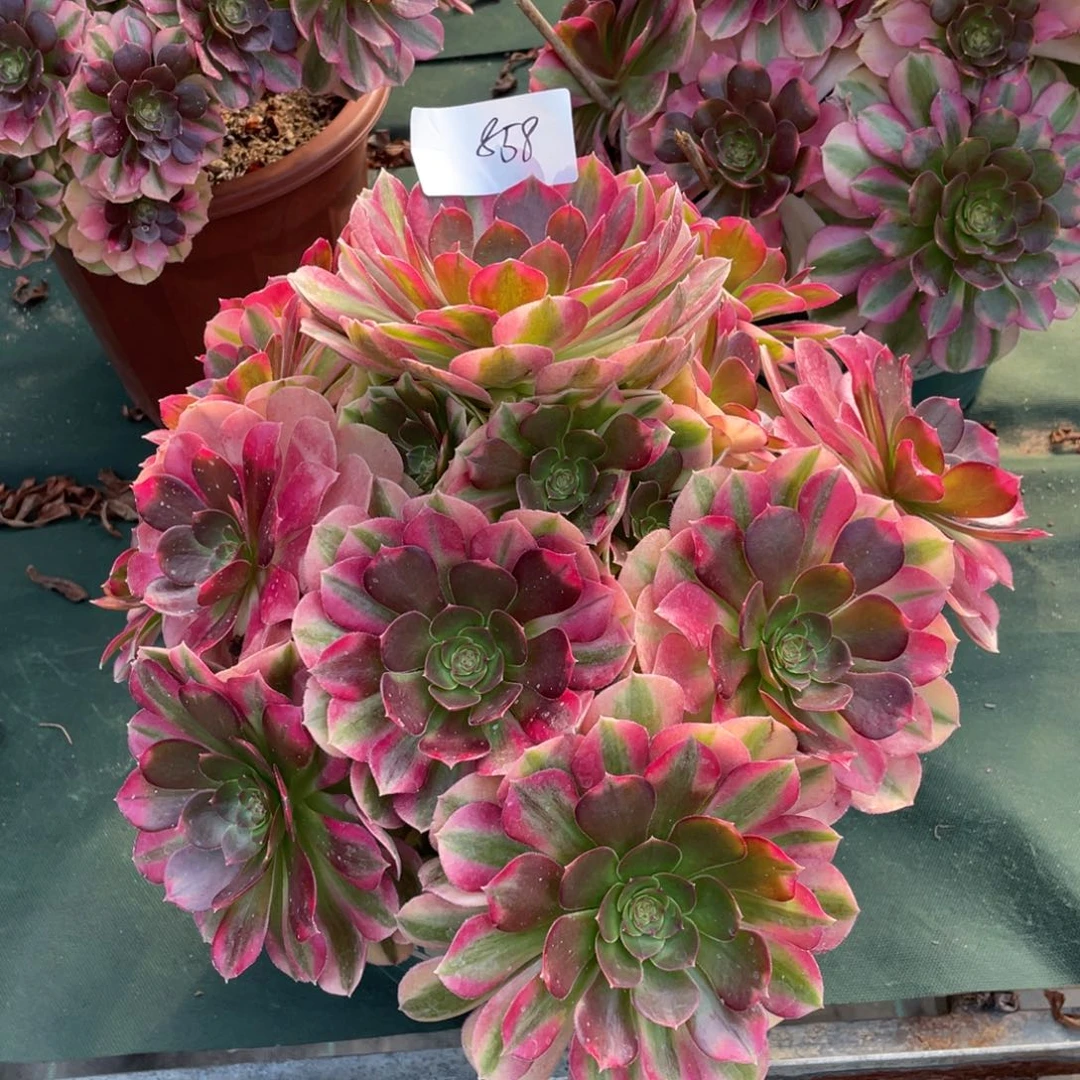 老五多肉8581111111