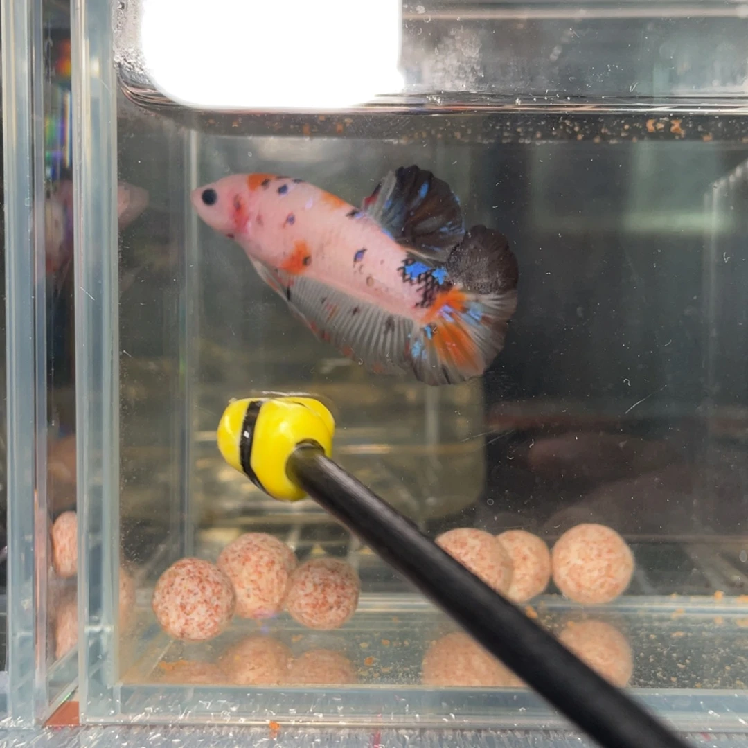 斗鱼12.29 巨斗 107