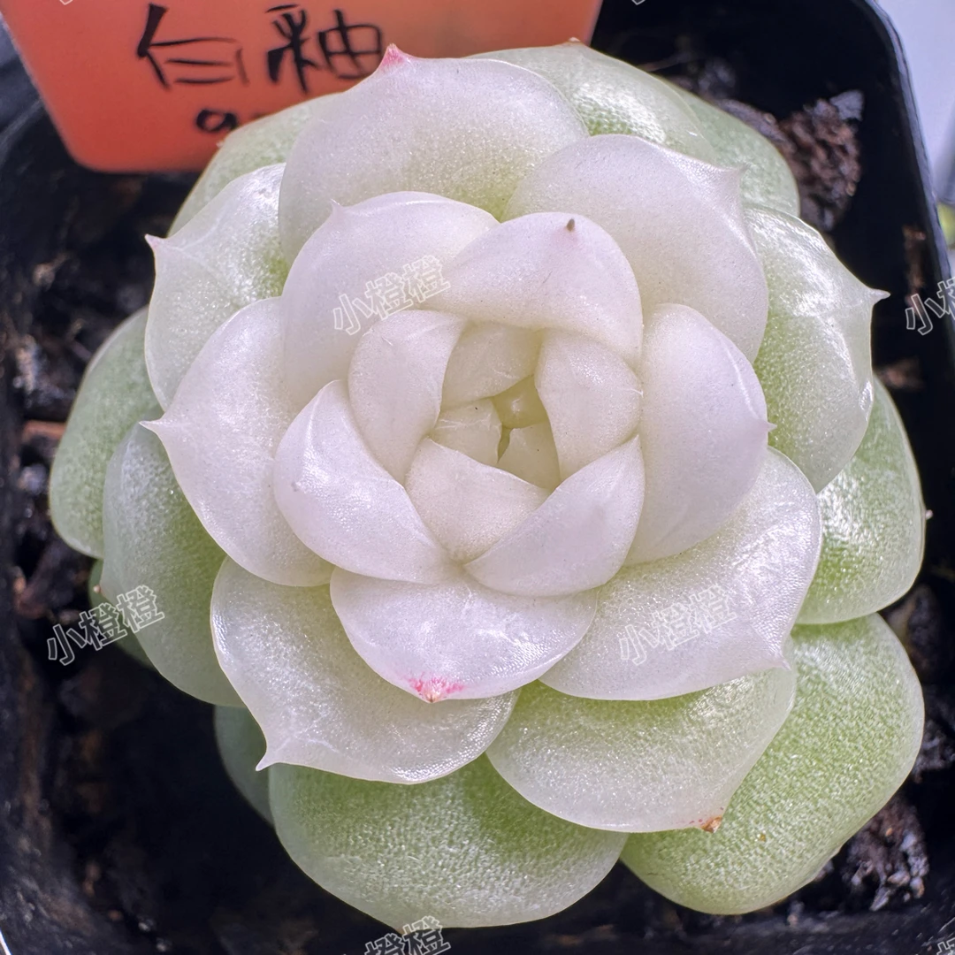 白釉 麦秆多肉植物 自养母本模特状态图