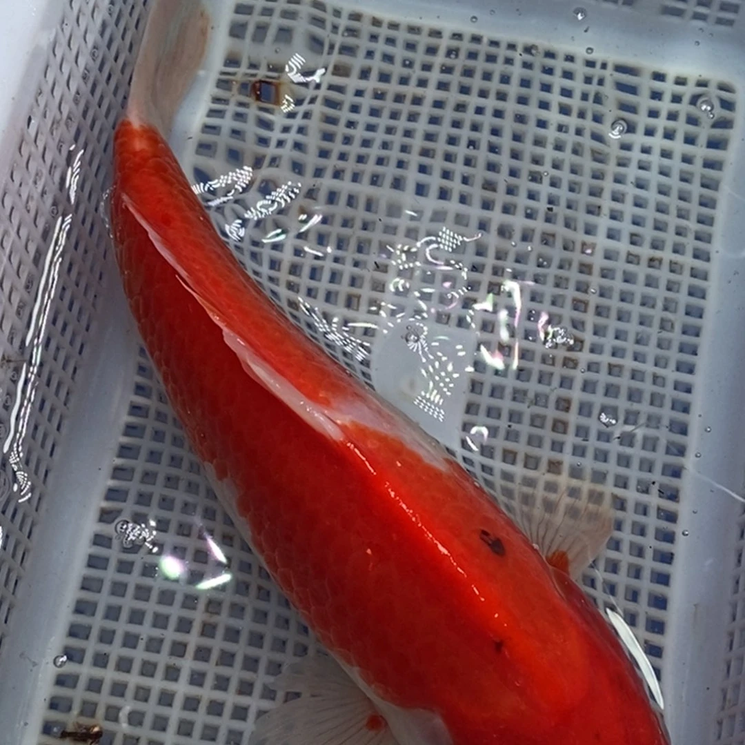 锦鲤锦鲤 开衩掉麟充血属于正常情况 介意别拍