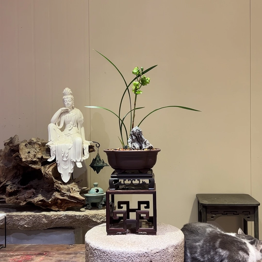 大部分花苞少量开放春剑奇花