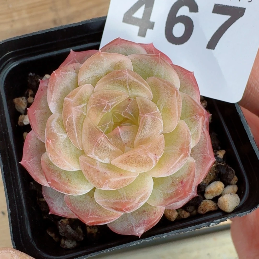 无尽灯      愿你一路坦途，乘风破浪展宏图