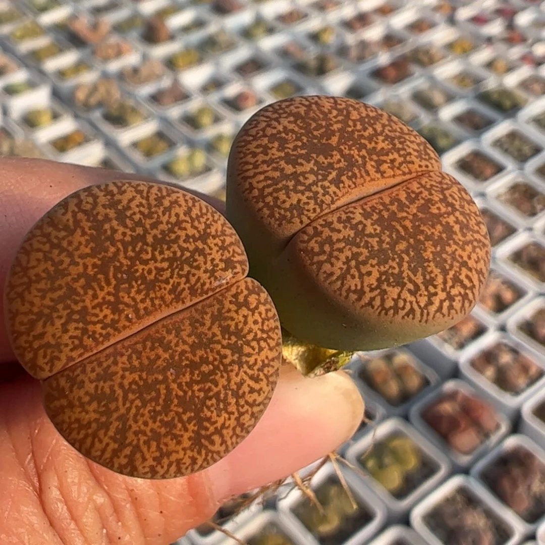 橘子皮一对多肉植物百科