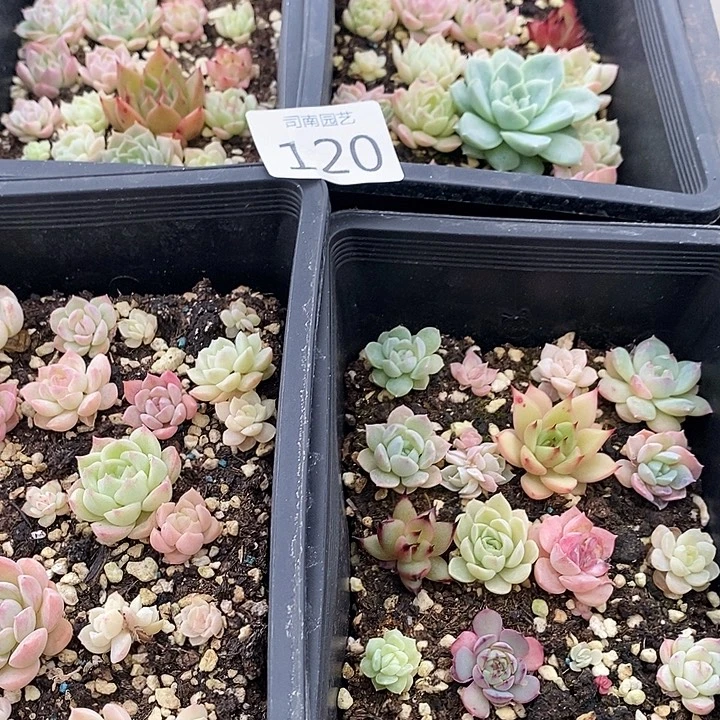 120 多肉植物盆栽花卉