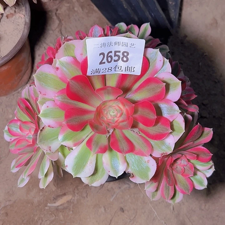 2658粉女巫多肉植物2号