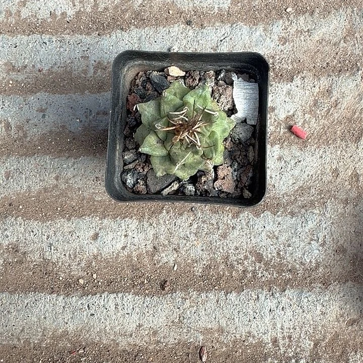 云***荠赤花娇丽一物一拍云霄