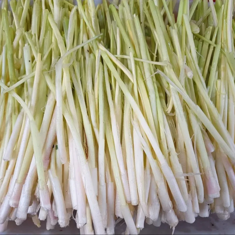 野生嫩茭白苗嫩芽新鲜湖北特产高菜时令蔬菜野篙菜菜心芽