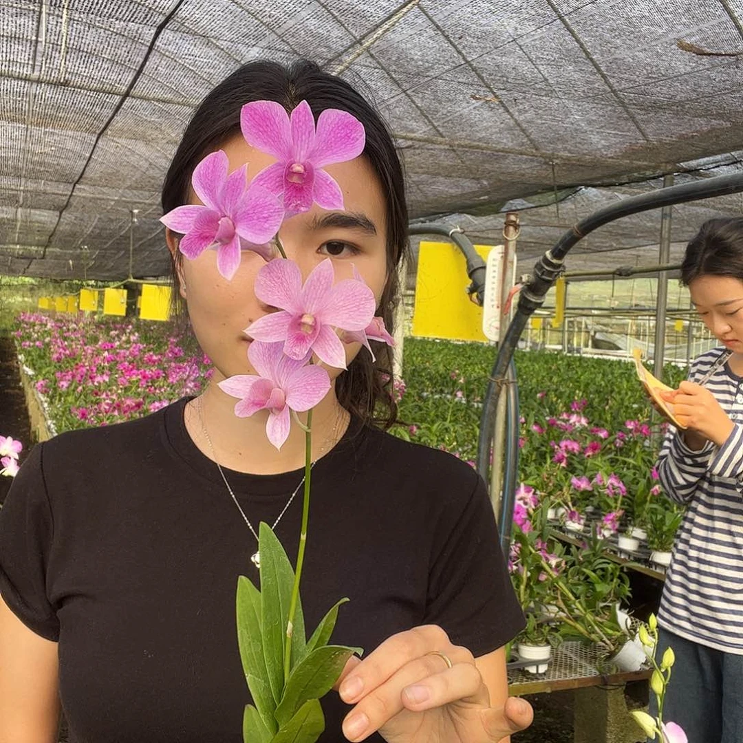 当前无花朵，栽培后可花朵3968