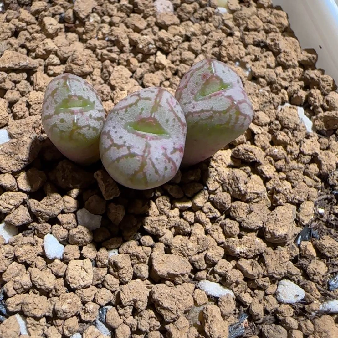 肉锥多肉植物组合-杂交1233
