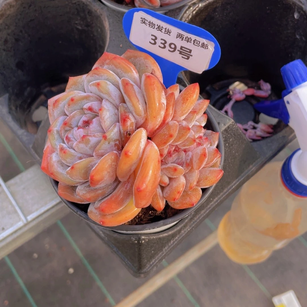 339号 龙头糖心石榴籽梦露缀化