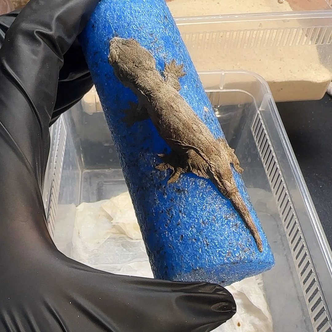 巨人守宫支岛巨人000001