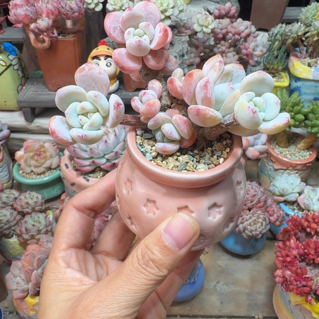 冷香 多肉红盆土 一物一拍