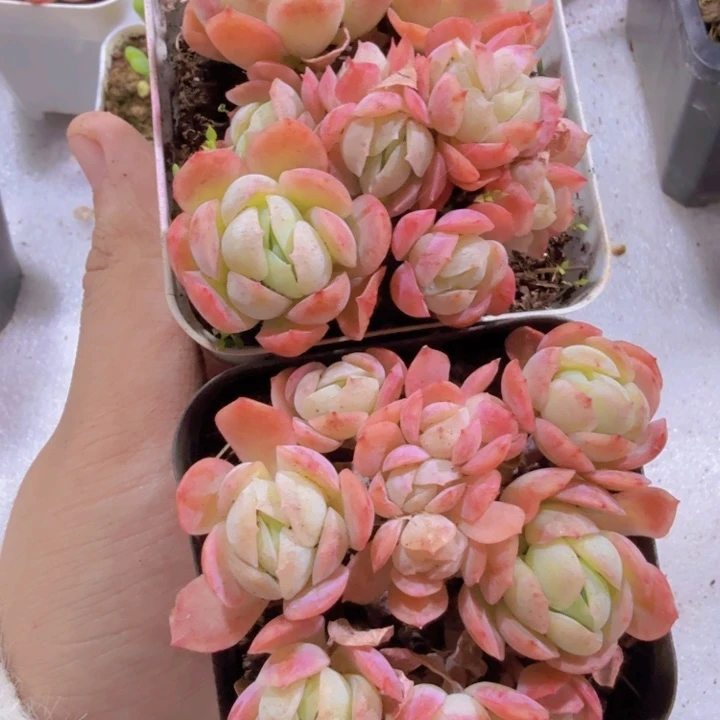 香水贝瑞王炸一颗