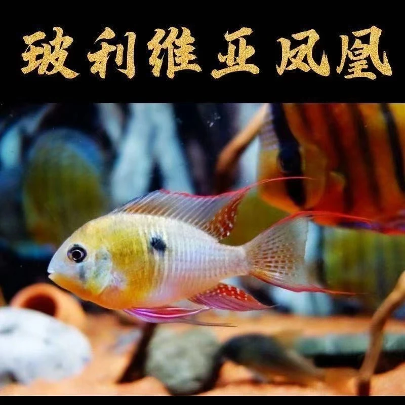 玻利维亚凤凰热带淡水进口观赏小鱼草缸水中精灵观赏鱼