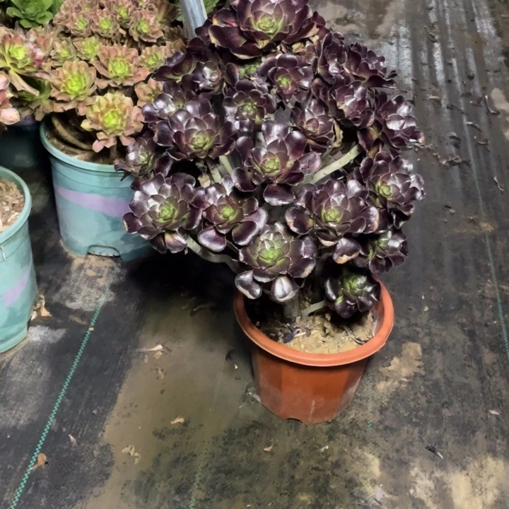 34圆叶黑法师多肉植物多肉