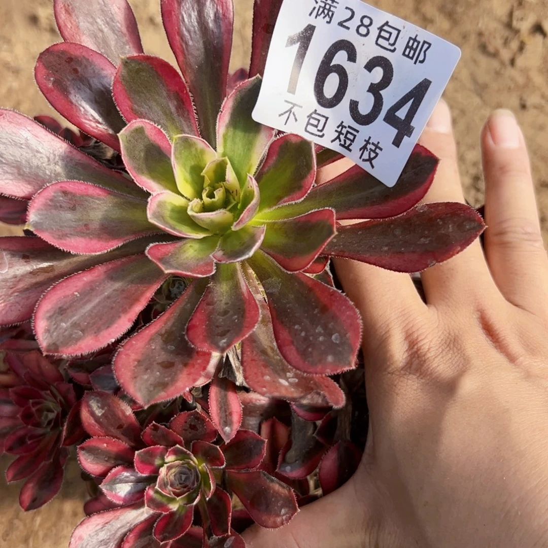 P***y1634冰淇淋多肉植物法师