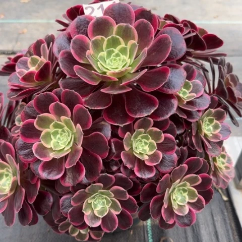 214斤丝雀32厘米左右