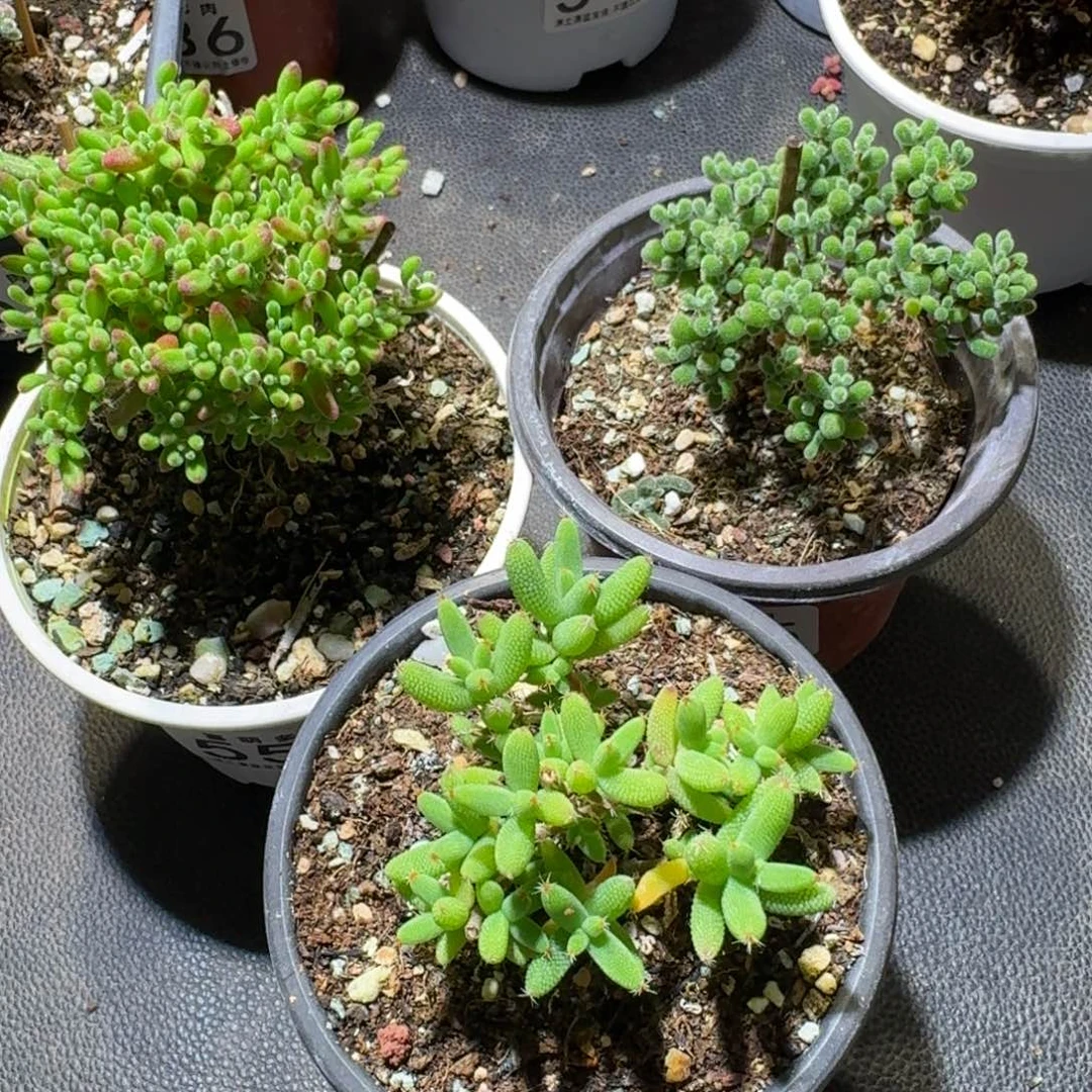 福利套餐554.555.556