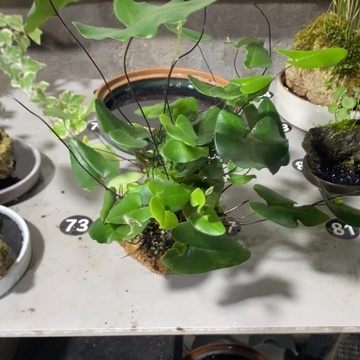 小***。完全开放一物一拍一物一拍90