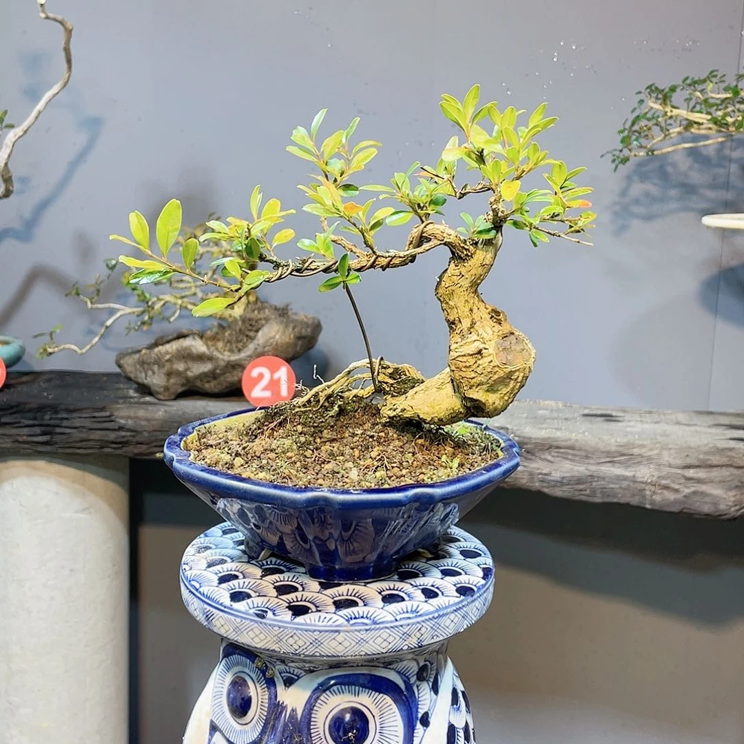 木谦**取海岛黄杨脱盆