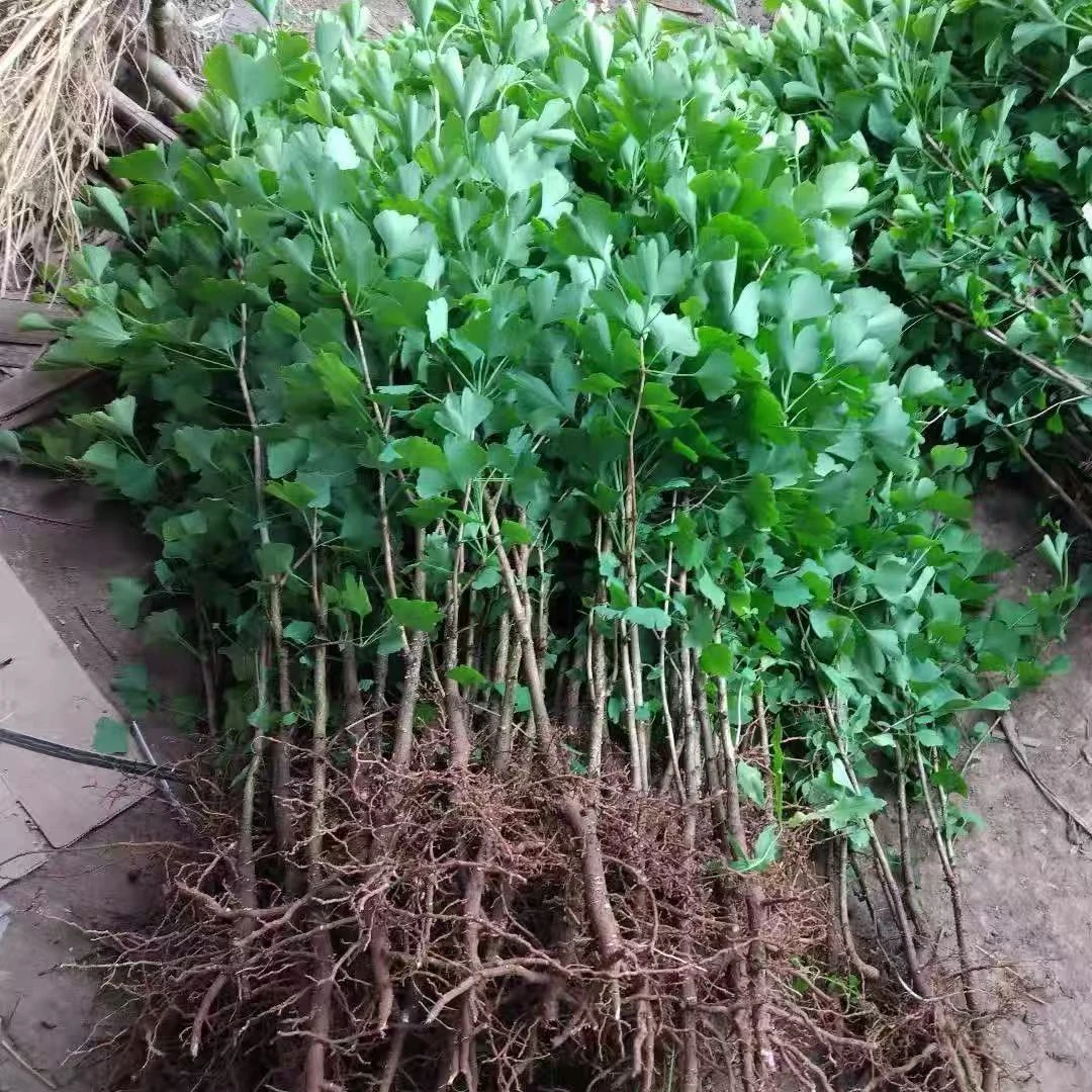 银杏树苗绿化白果活苗庭院占地绿化苗木行道树金叶小苗南北方种植