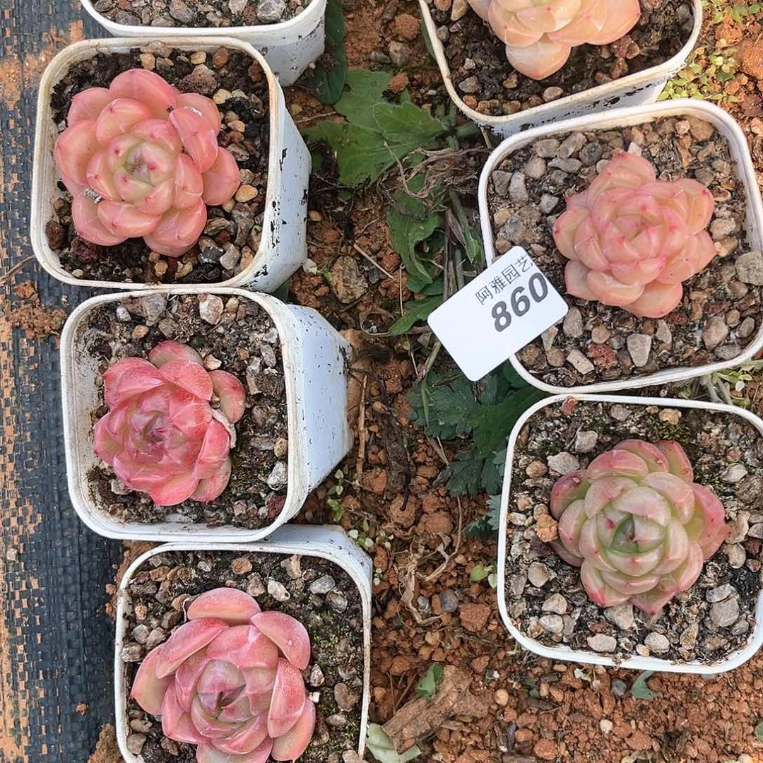 阿雅园艺。         860