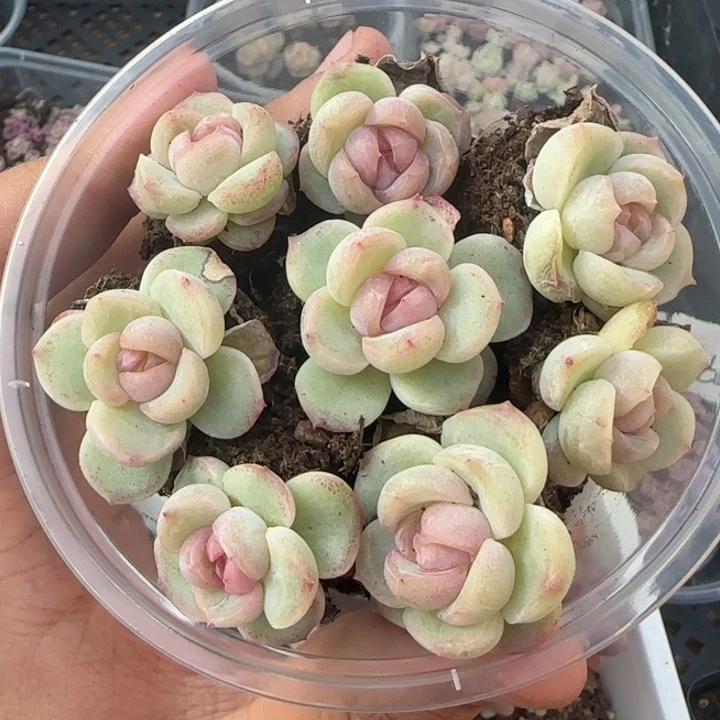 白冰珍妮7颗一组福利