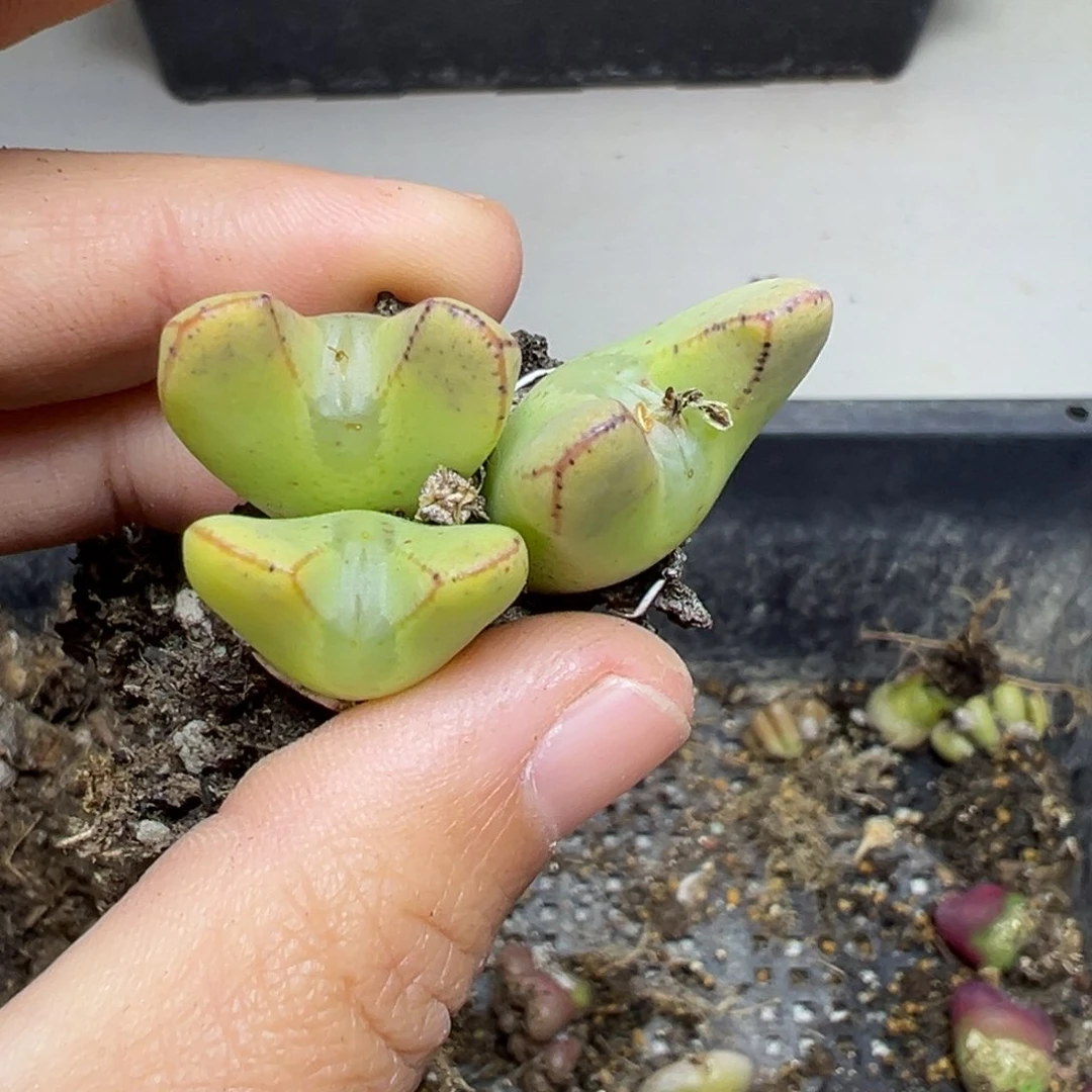 【闪购商品】825……