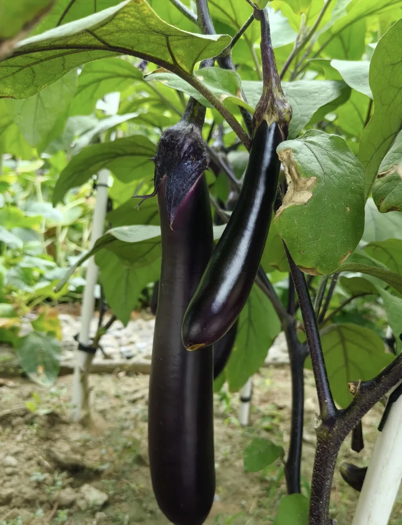新鲜现摘长茄子农家自种适合烧烤的当季蔬菜