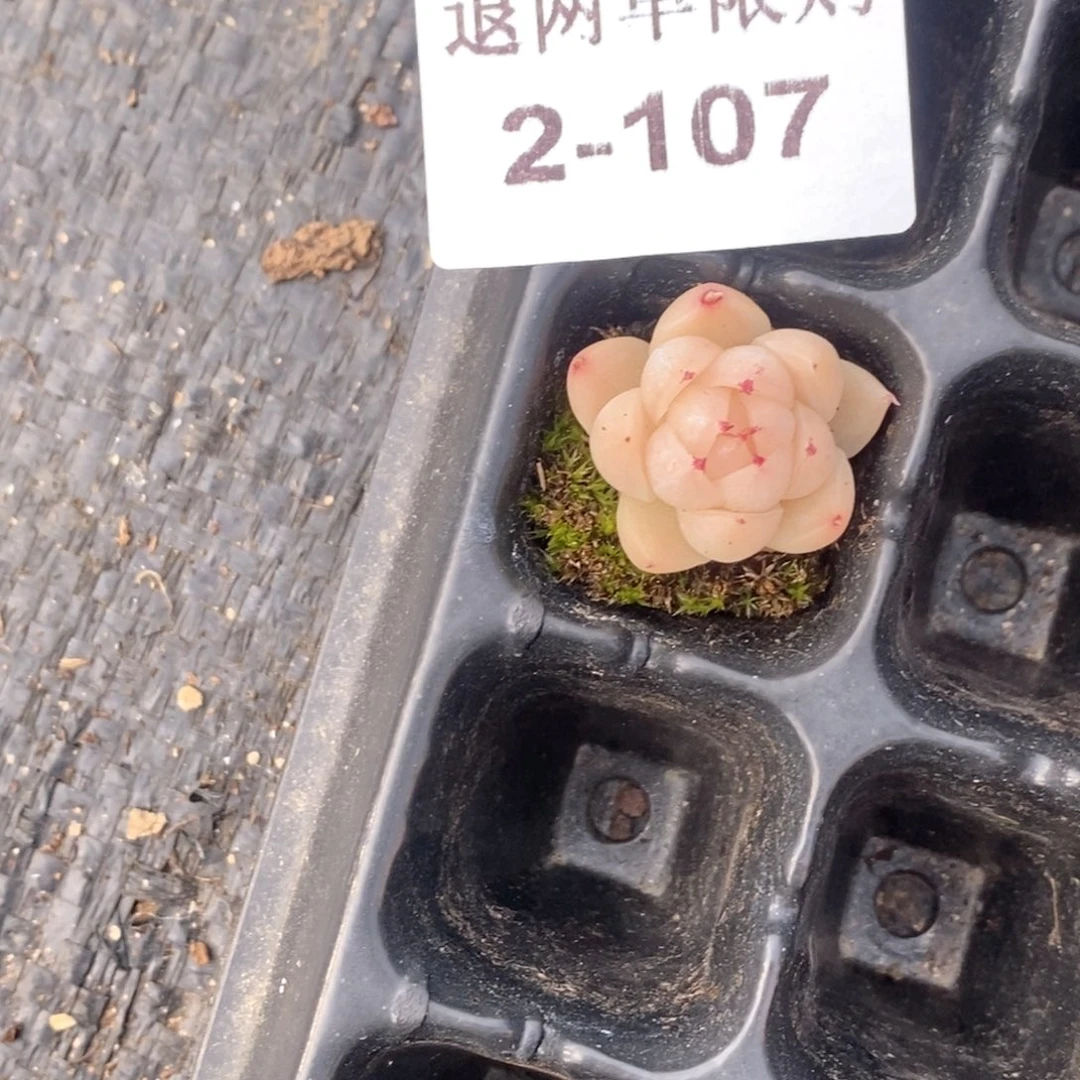 5****22-107多肉多肉多肉多肉多肉