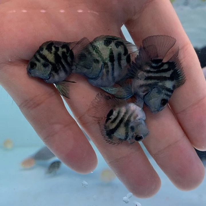 刘***福海水鱼补发一单宝蓝