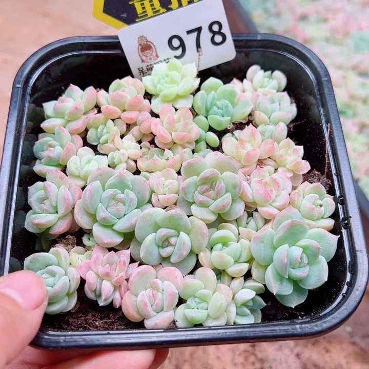 多肉植物多肉植物